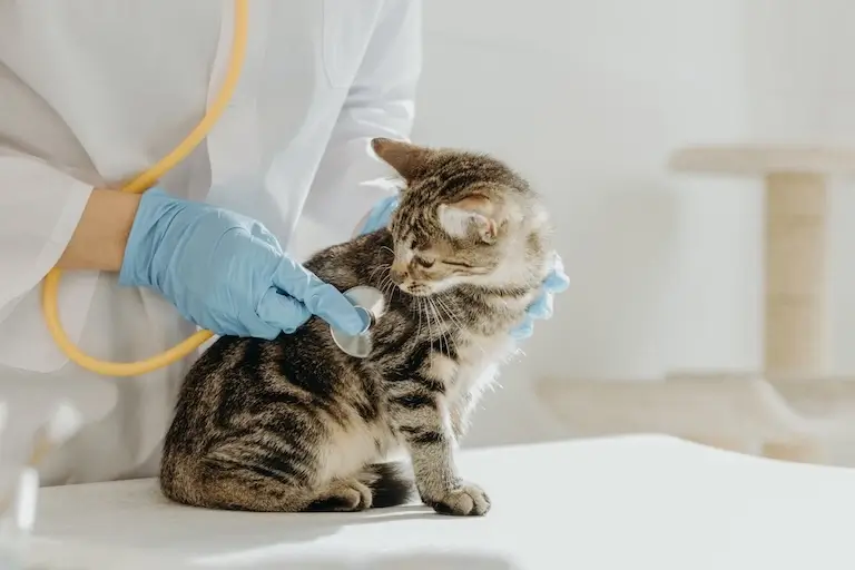Veterinarians