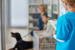 veterinary accounting